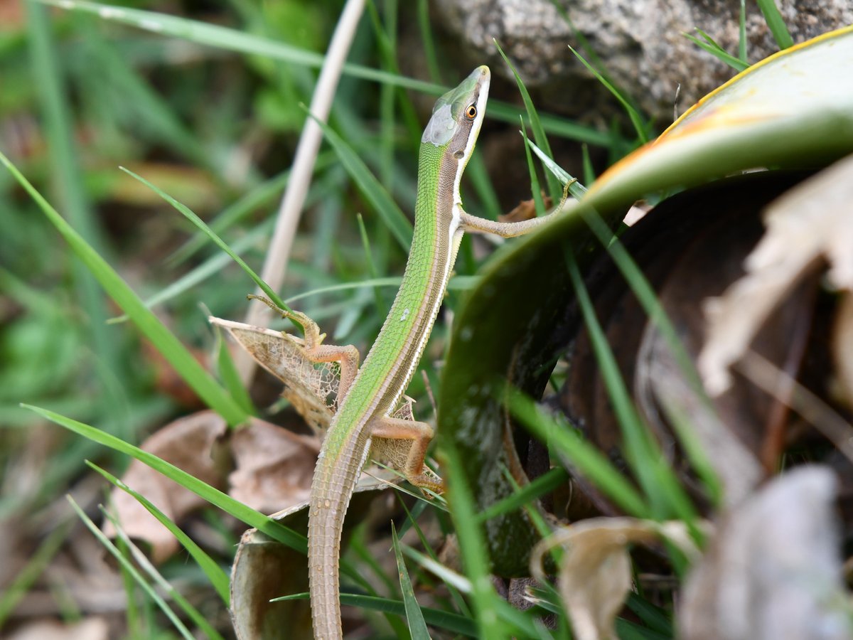 #63:
          Long-tailed Grass Lizard, Okinawa.
          f/ at mm - Shutter Speed: - ISO: